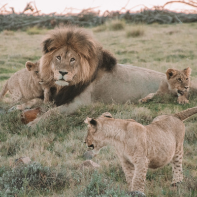How to Survive a Lion Attack