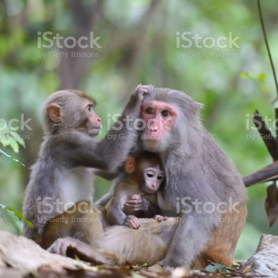 बन्दर की सिख ( વાંદરાની શીખ ) Advice of Monkey