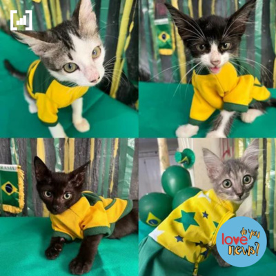 Do You Love Rasqueado?