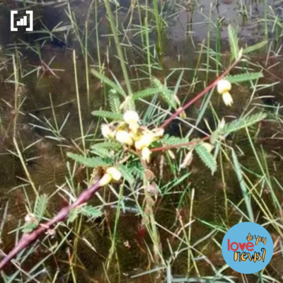 Do You Love Rasqueado?