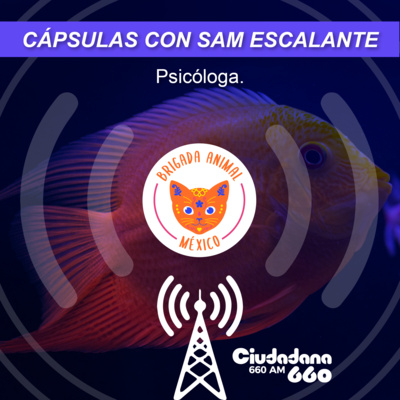 Día Mundial de lxs animales en granjas - Cápsula Radio Ciudadana 660