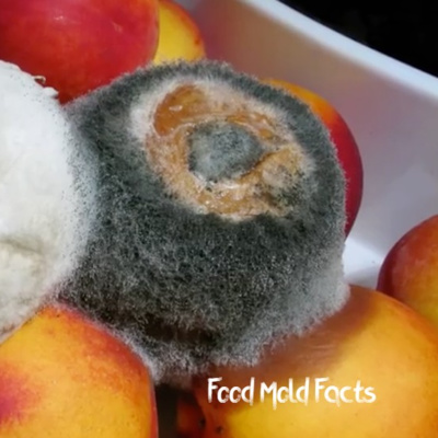 What is food Mold? Is Mold Harmful? (in Hindi)