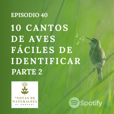 10 Cantos de aves fáciles de identificar. Parte 2 #40 episode artwork