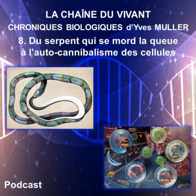 8. Du serpent qui se mord la queue à l’auto-cannibalisme des cellules