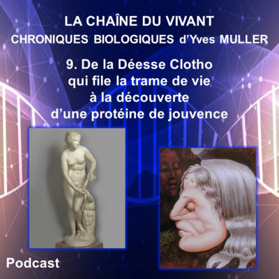 9. De la Déesse Clotho qui file la trame de vie à la découverte d’une protéine de jouvence