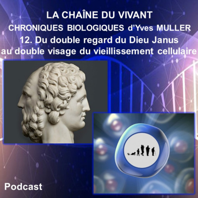 12. Du double regard du Dieu Janus au double visage de la sénescence cellulaire