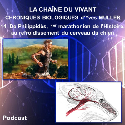 14. De Philippidès, premier marathonien de l’Histoire, au système de refroidissement du cerveau du chien 