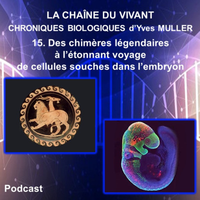 15. Des chimères légendaires à l’étonnant voyage de cellules souches dans l’embryon