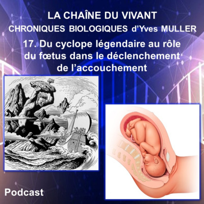 17. Du cyclope légendaire au rôle du fœtus dans le déclenchement de l’accouchement