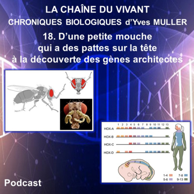 18. D’une petite mouche qui a des pattes sur la tête à la découverte des gènes architectes