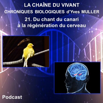 21. Du chant du canari à la régénération du cerveau (nouvelle version)