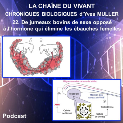 22. De jumeaux bovins de sexe opposé à l’hormone qui élimine les ébauches femelles