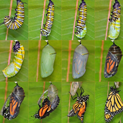 The Growing Butterfly; a repeating cycle The Growing Butterfly; a repeating cycle