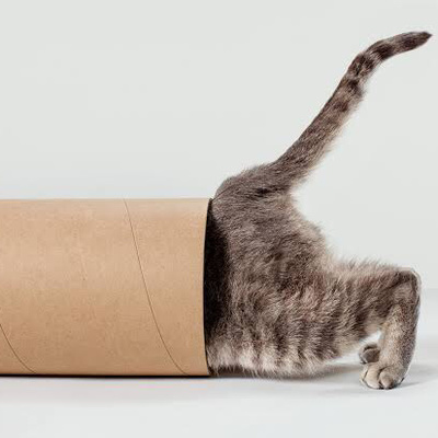 Curiosity killed the Cat
