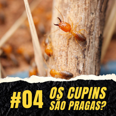 #4 Cupins: o que comem e como protegem os ecossistemas?