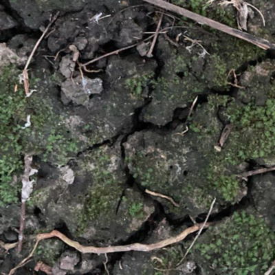 COP26 update [xxxii]