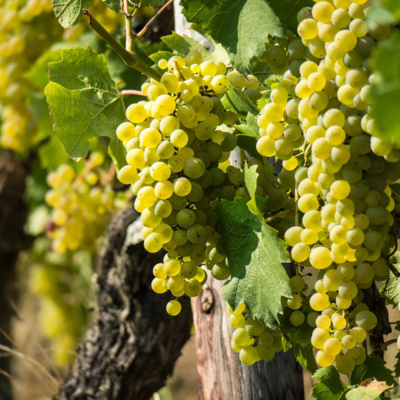 Spanish Wine Grapes: Verdejo