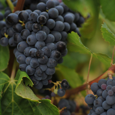 Spanish Wine Grapes: Garnacha
