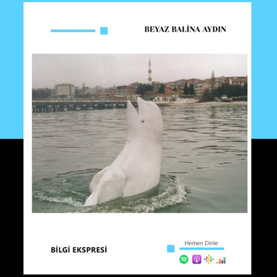 Podse Media