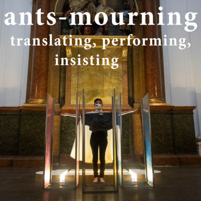 luto-de-hormigas/ants-mourning