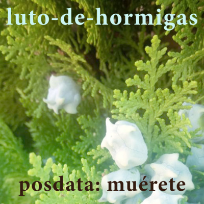 luto-de-hormigas/ants-mourning