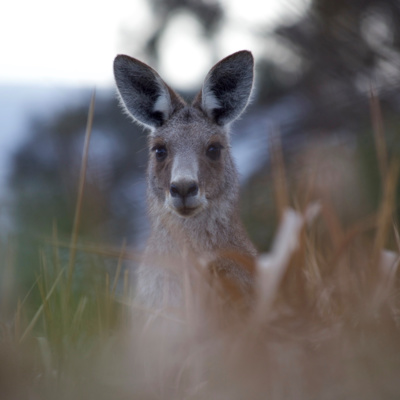 Episode 5 : L'Australie