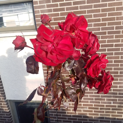 One Drunk Ho Podcast