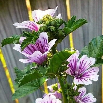 One Drunk Ho Podcast