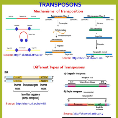 Transposons