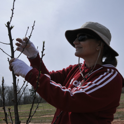 Episode 63: Ksenija Gasic - Combatting Peach Diseases with Plant Breeding