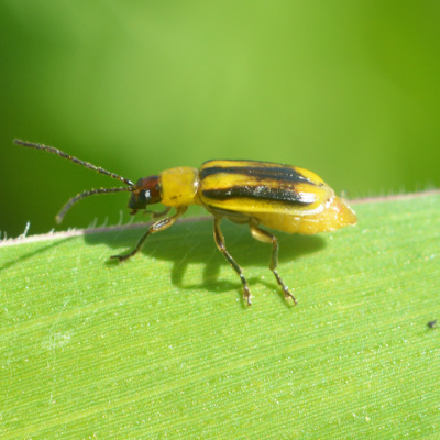 Episode 66: The Latest Tool in the Battle Against Corn Rootworm - SmartStax Pro®