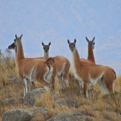 Currently playing episode