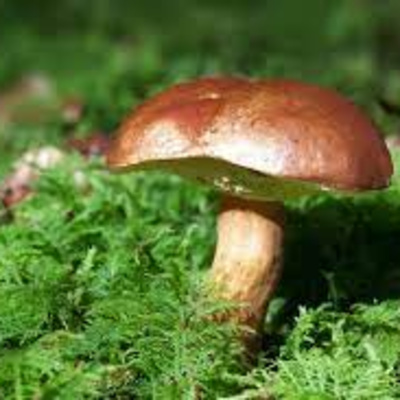 Todo sobre Hongos | Ep1 | El champiñón común