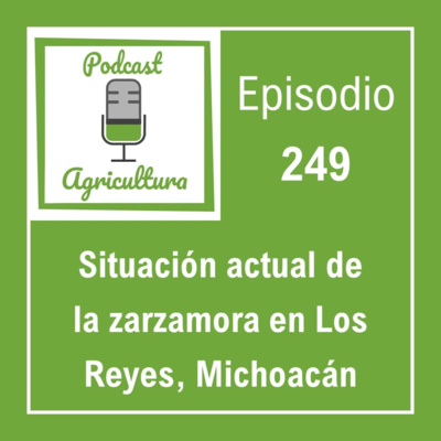 249 Situación actual de la zarzamora en Los Reyes, Michoacán