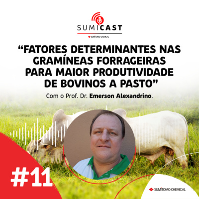 #11 - Fatores determinantes nas gramíneas forrageiras para maior produtividade de bovinos a pasto
