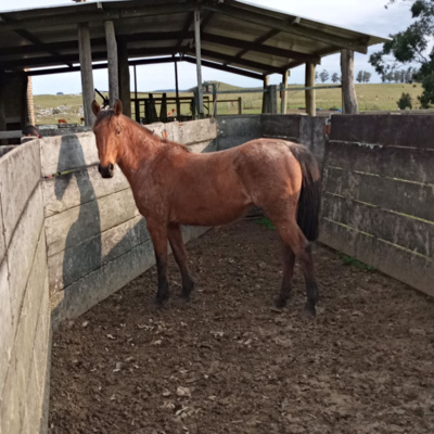 Los caballos
