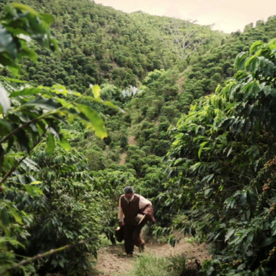10 años declaratoria del 'Paisaje Cultural Cafetero', una "locación por naturaleza".