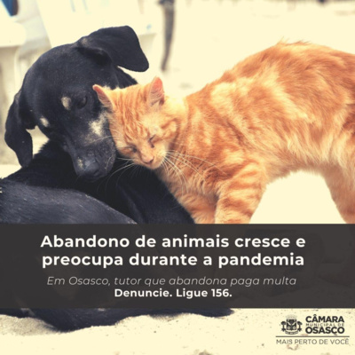 Autoridades e ONGs lutam contra abandono animal