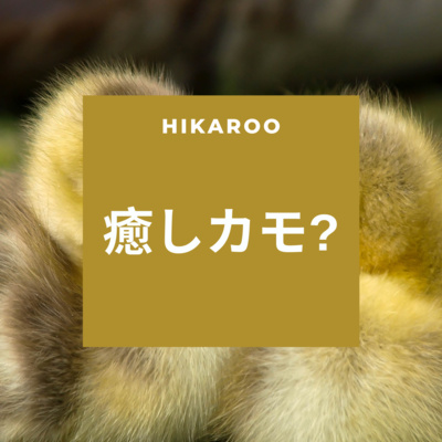 【癒しカモ】我が家に生まれた赤ちゃんの話。