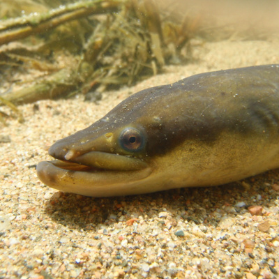 Rio de la Vida Pesca