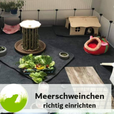 Gehege-Gestaltung und Einrichtung Gehege-Gestaltung und Einrichtung