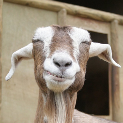 #9: Fat Rails of Goat Blood