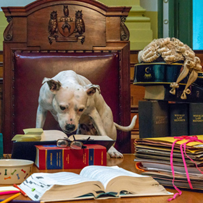 Ketchup Packet #1: Animal Trials