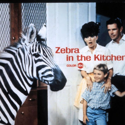 Zwierzęcy Kalejdoskop Filmowy - Odcinek 11: Zebra