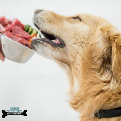 Dos and Don’ts on Switching to a Raw Pet Diet Dos and Don’ts on Switching to a Raw Pet Diet
