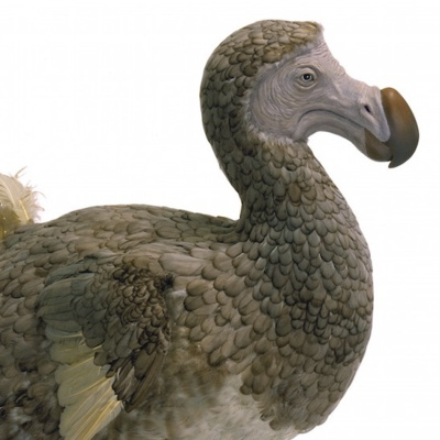 The tragedy of a dodo relationship episode artwork