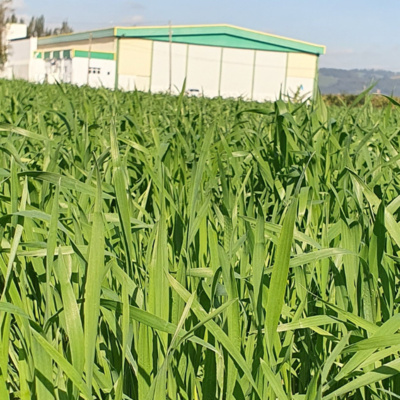 Silagem e pastagem no Campo de Inverno