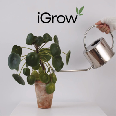 Apostolic Pentecostal Church