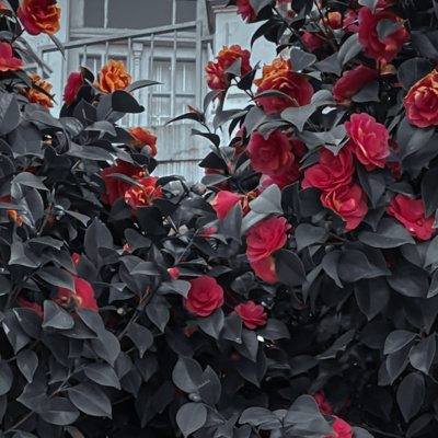 amor en tiempos de inflación