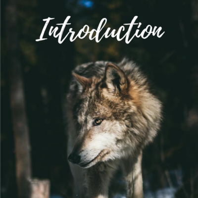 Introduction // Women Who Run with the Wolves Introduction // Women Who Run with the Wolves
